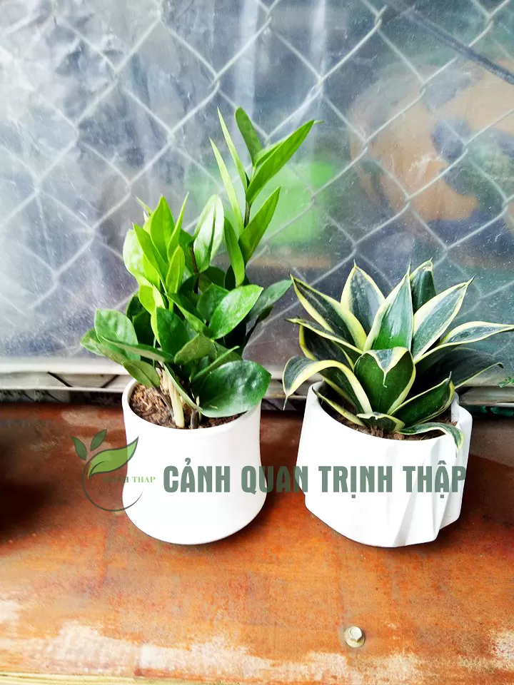 kim-tien-kim-phat-tai