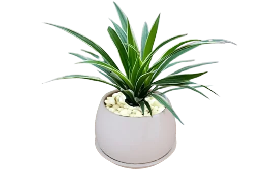 Cây lan bạch chỉ / lan mẫu tử / cỏ lan chi