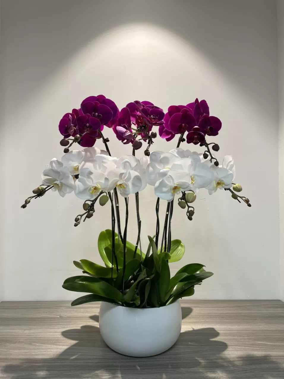 Lan hồ điệp để bàn