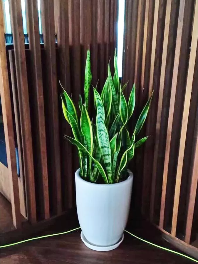 Cây lưỡi hổ