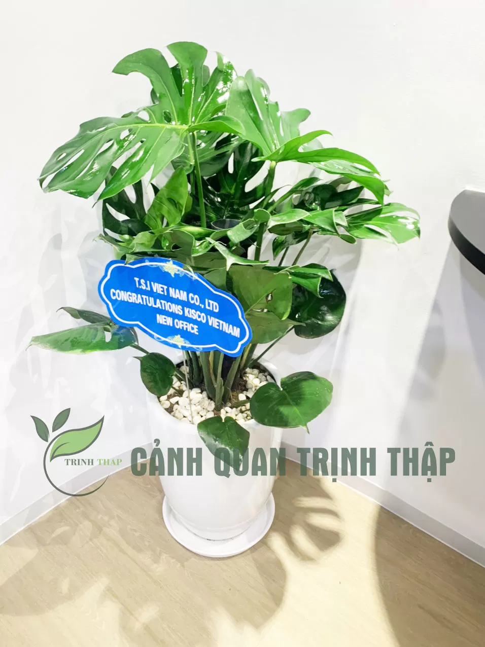 Trầu bà monstera