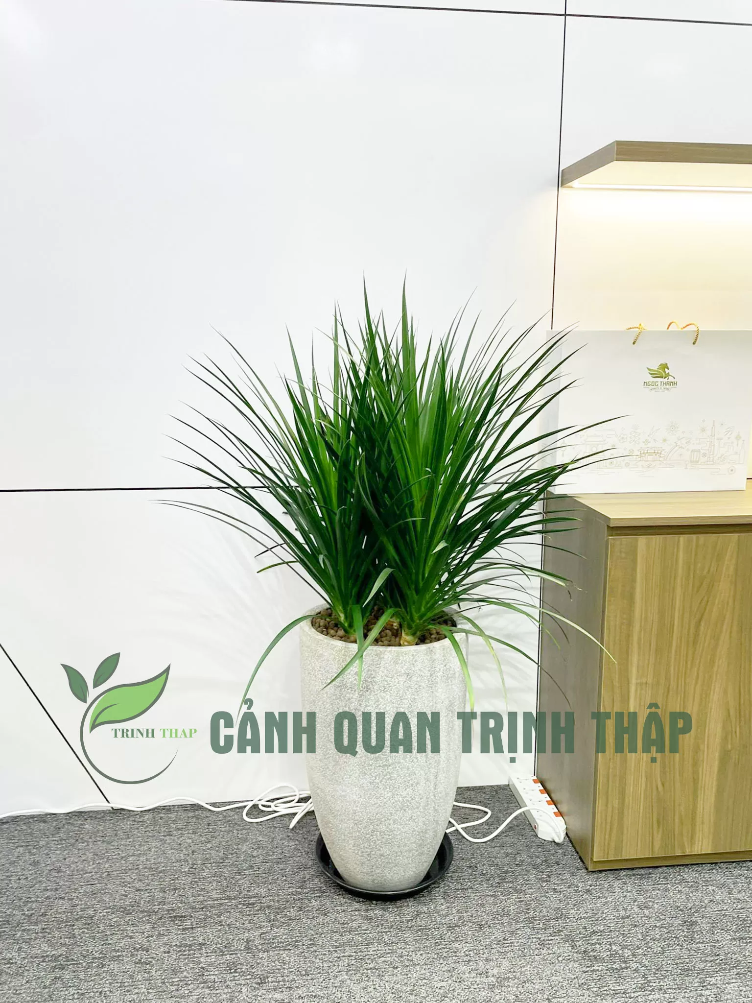 Cây phát tài bụi