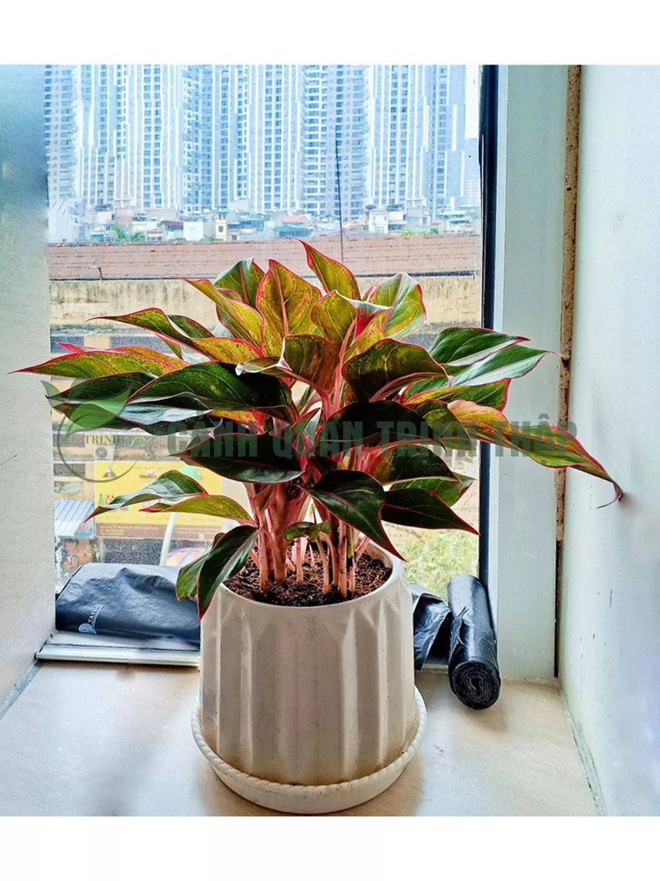 Cây Phú quý để bàn