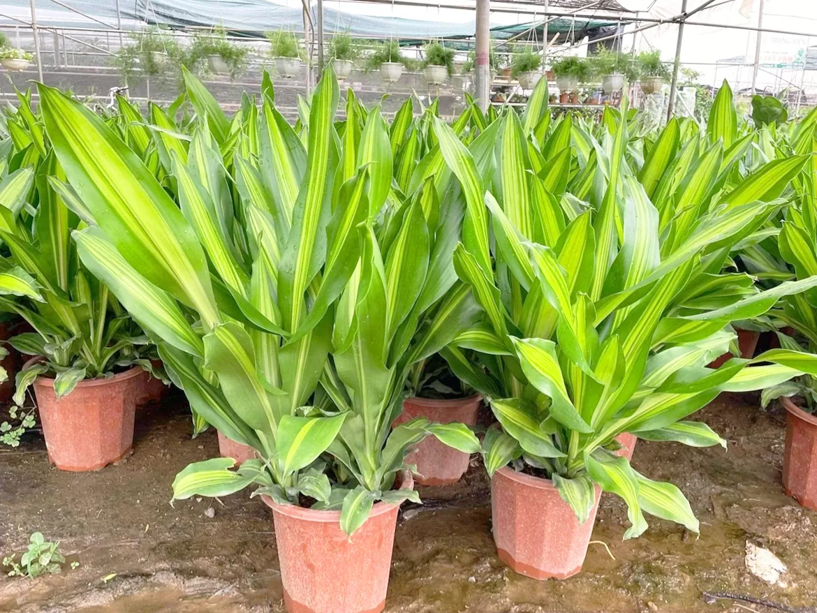 Thiết mộc lan lá