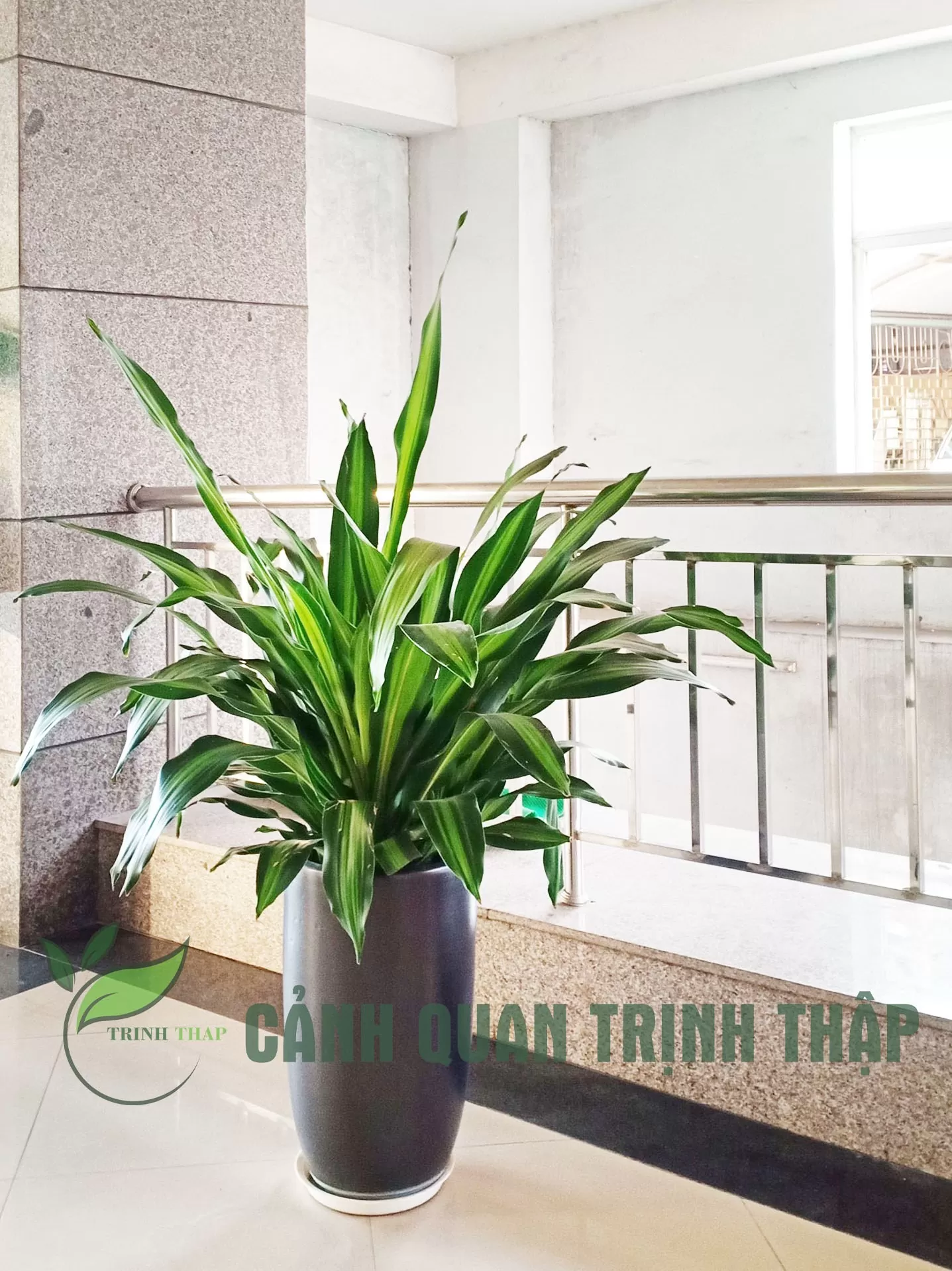 thiet-la-thiet-moc-lan-la