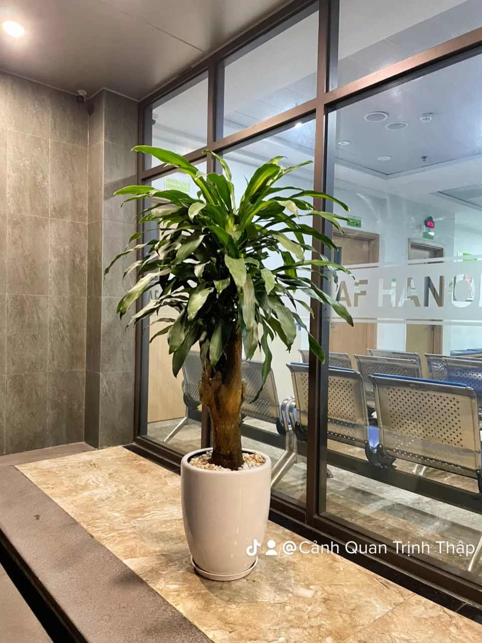 Thiết mộc lan gốc nhỏ