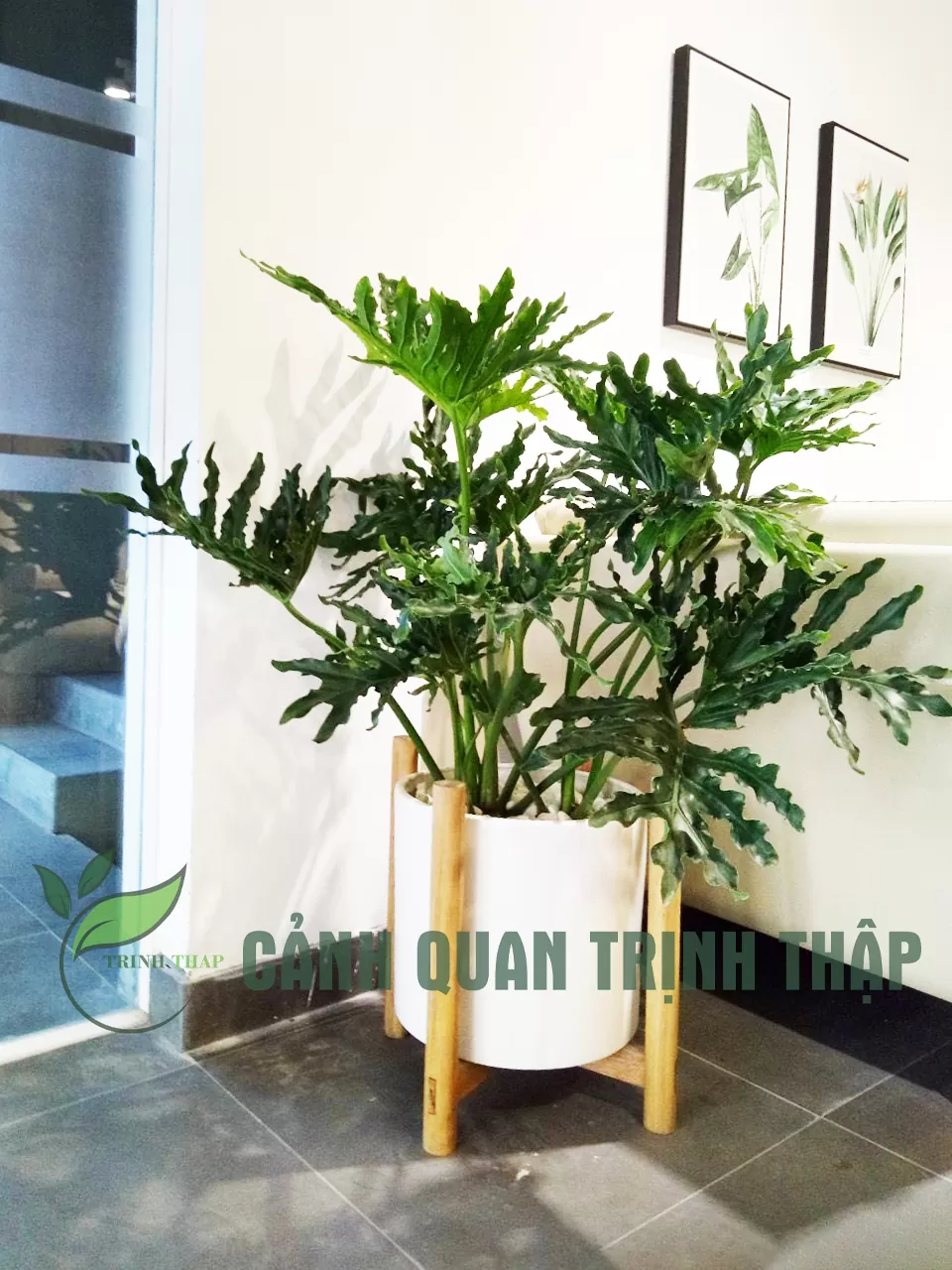 Cây trầu bà lá xẻ