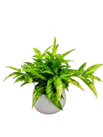 Trúc nhật để bàn