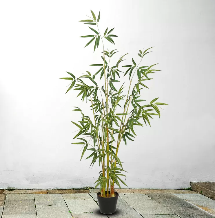 Cây Trúc Quân Tử