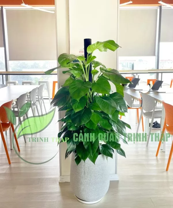 Cây vạn niên thanh cột