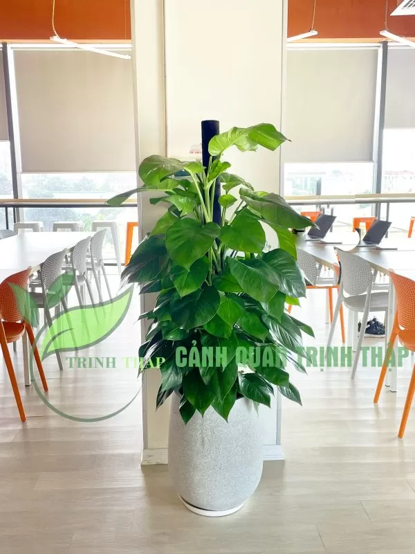 Cây vạn niên thanh cột