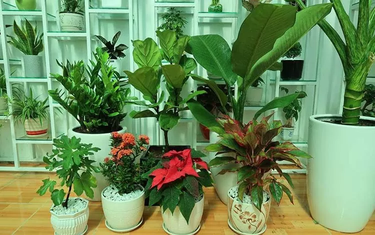 Đơn vị mua bán cây cảnh tại Hoàng Mai