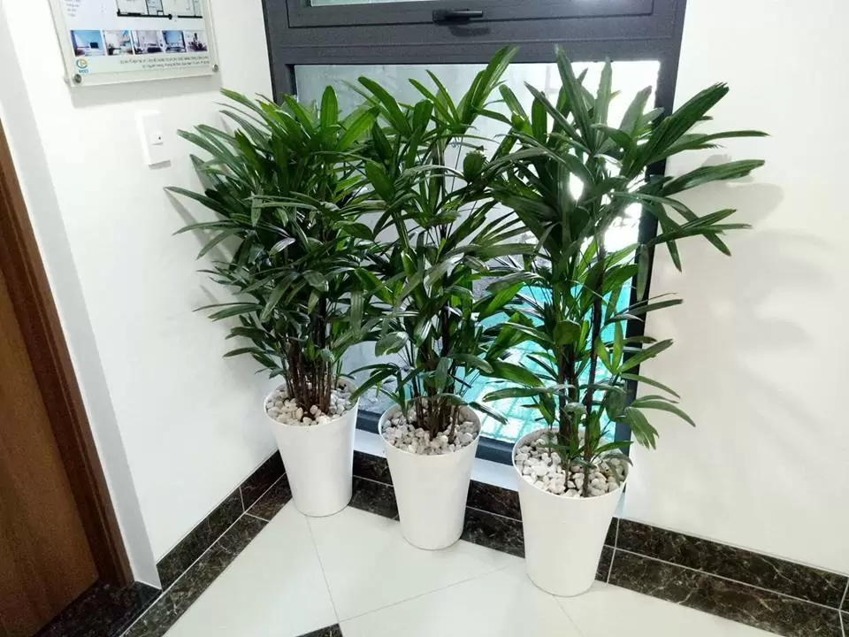 cho thuê cây xanh văn phòng tại Đan Phượng