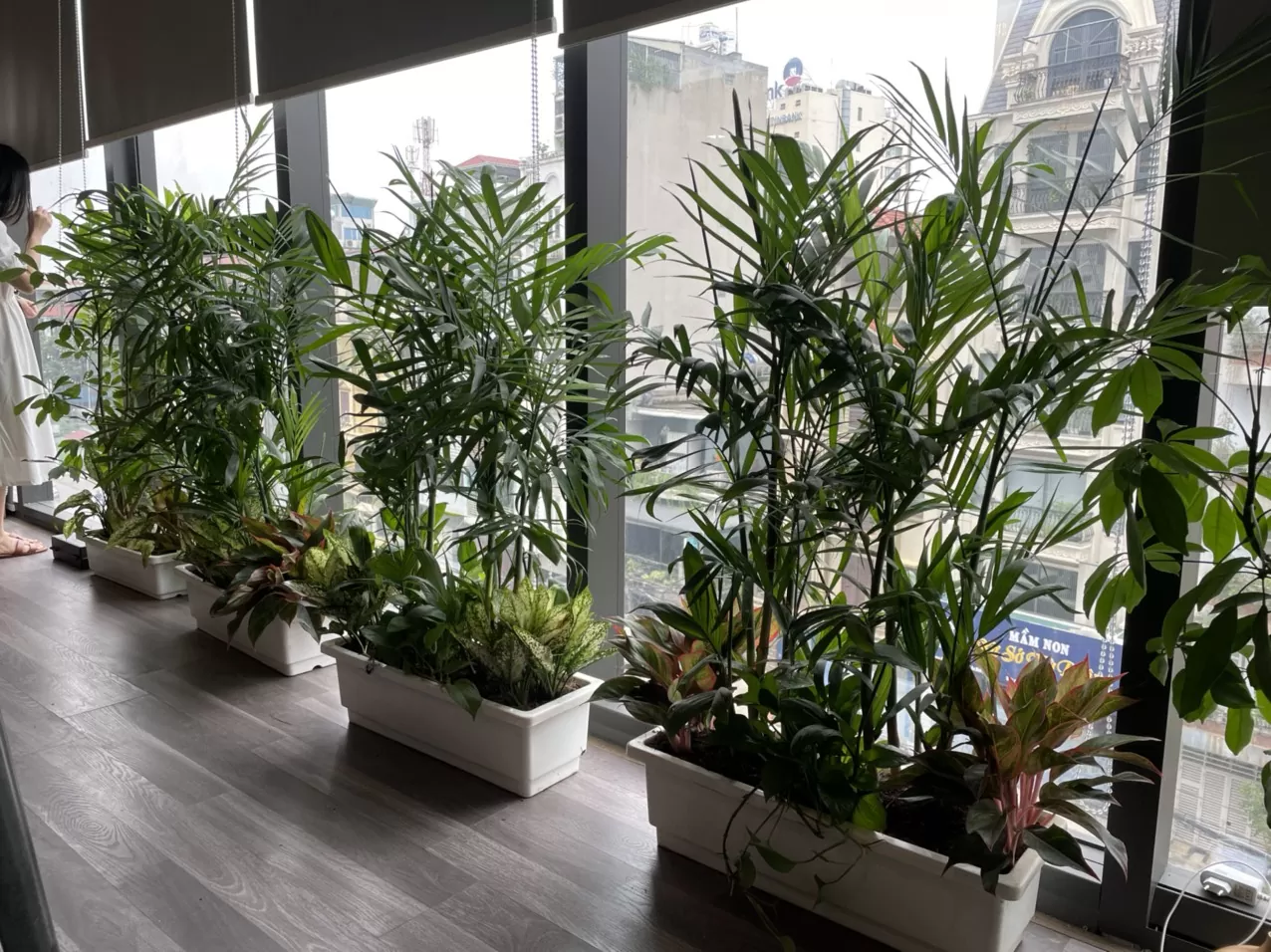 dịch vụ cung cấp cây cảnh tại Sơn Tây