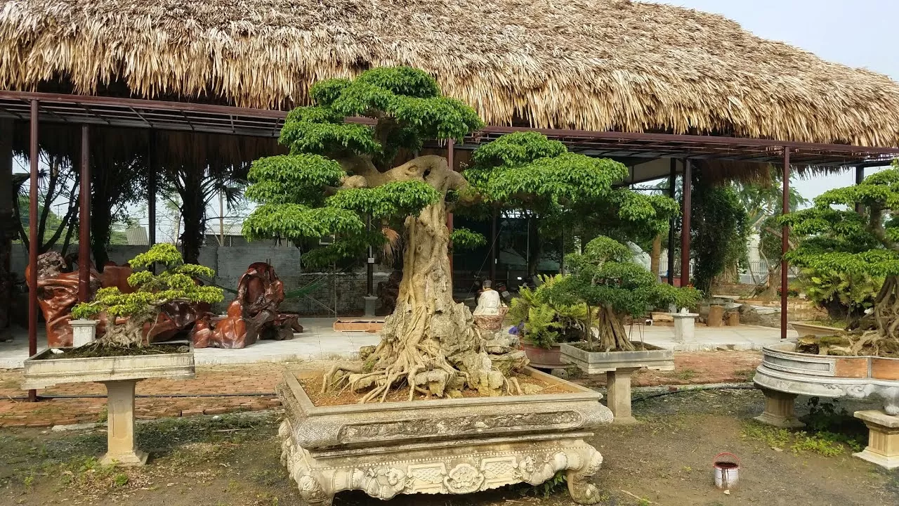Nơi mua bán cây cảnh tại Gia Lâm uy tín