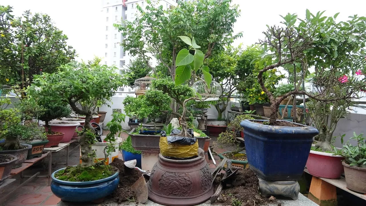 Nơi mua bán cây cảnh tại Gia Lâm uy tín