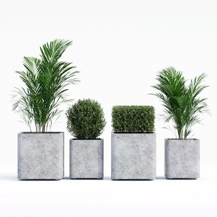 Dịch vụ cho thuê cây xanh văn phòng tại Thanh Oai