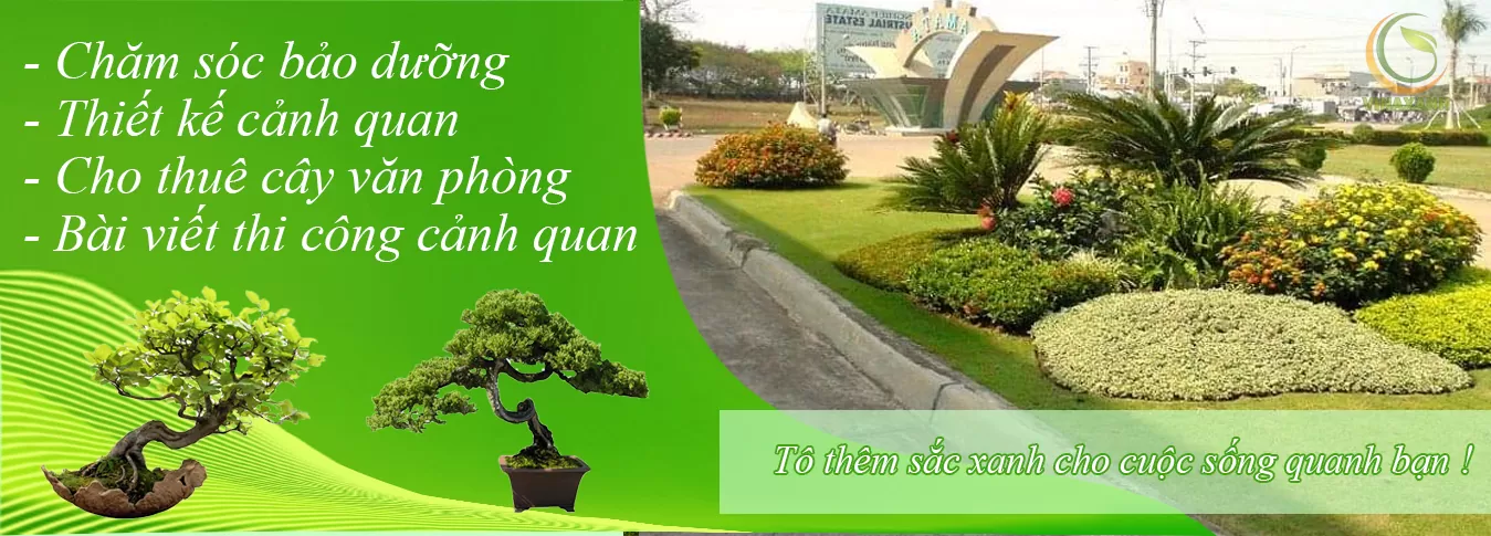 Vinaxanh top 3 công ty cho thuê cây xanh tại Hà Nội giá rẻ Vinaxanh top 3 công ty cho thuê cây xanh tại Hà Nội giá rẻ
