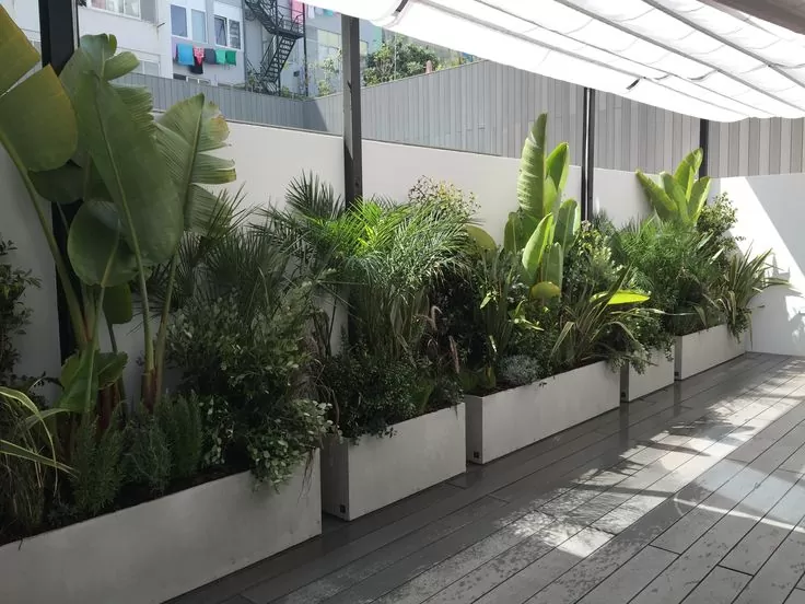 Sự đa dạng về cây cảnh khi khách hàng mua bán cây cảnh tại Thanh Trì Mua bán cây cảnh tại Thanh Trì uy tín, chất lượng