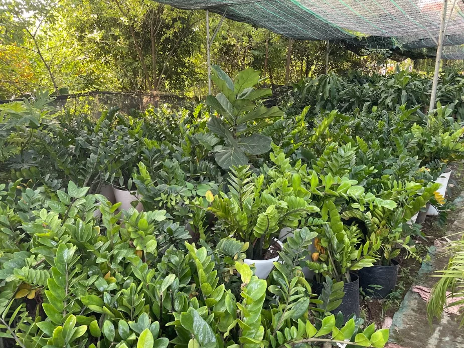 Một vài lưu ý khi chăm sóc cây cảnh tại nhà Một vài lưu ý khi chăm sóc cây cảnh tại nhà