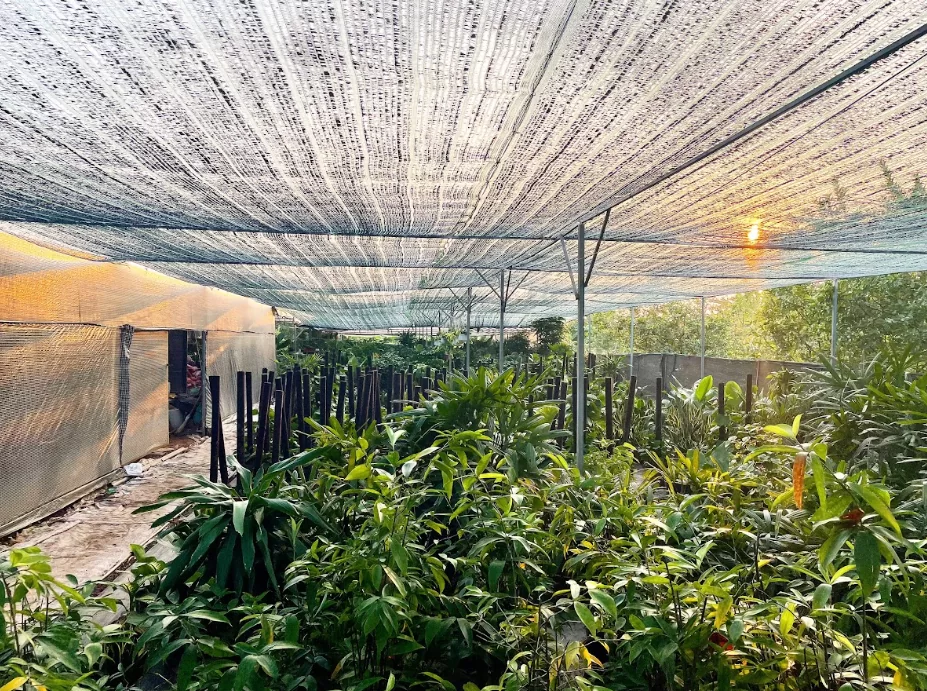 Tác dụng của việc trồng cây trong nhà, lợi ích cho sức khỏe và môi trường Tác dụng của việc trồng cây trong nhà, lợi ích cho sức khỏe và môi trường