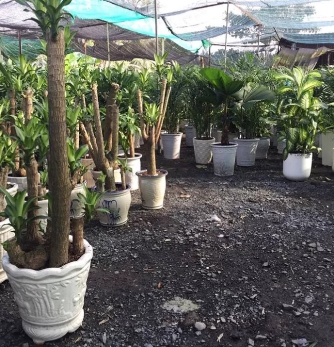 Những yếu tố quyết định đến thành công của dịch vụ cắt tỉa cây xanh tại Thanh Trì Những yếu tố quyết định đến thành công của dịch vụ cắt tỉa cây xanh tại Thanh Trì