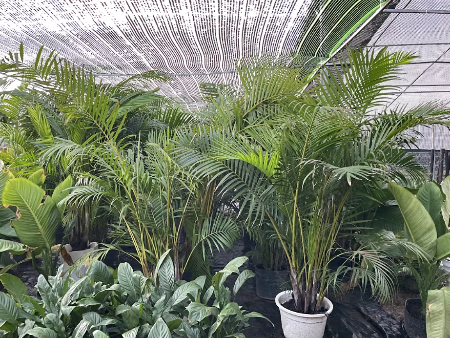 Tạo dựng không gian sống hoàn hảo với sân vườn tại Thanh Oai Tạo dựng không gian sống hoàn hảo với sân vườn tại Thanh Oai