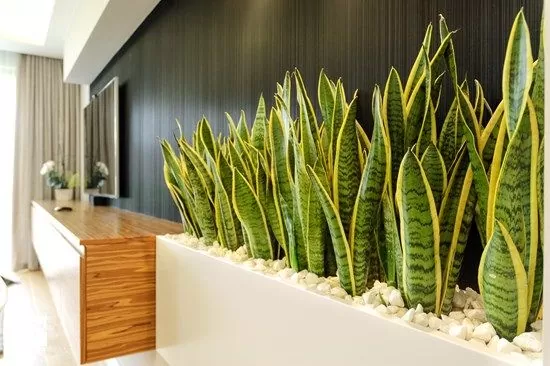 Lựa chọn vị trí đặt cây cảnh nội thất trong nhà để đón sáng đầy đủ Lựa chọn vị trí đặt cây cảnh nội thất trong nhà để đón sáng đầy đủ