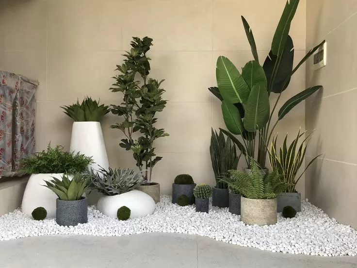 Những điều cần lưu ý khi chọn cây cảnh nội thất để trang trí Những điều cần lưu ý khi chọn cây cảnh nội thất để trang trí