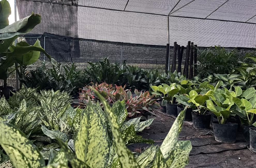 5 Cách tăng hiệu quả làm việc nhờ cây xanh trong văn phòng của Trịnh Thập