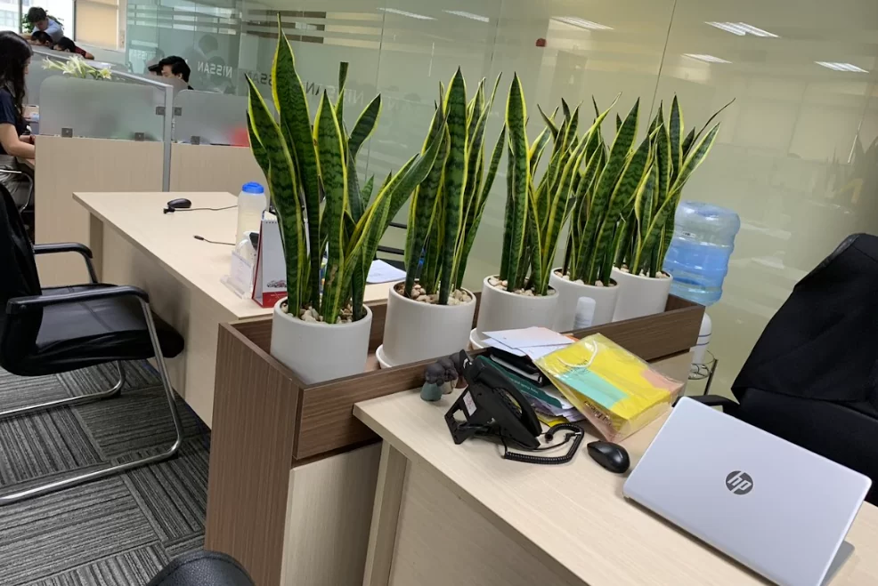 Tầm quan trọng của cây xanh trong thiết kế nội thất hiện đại