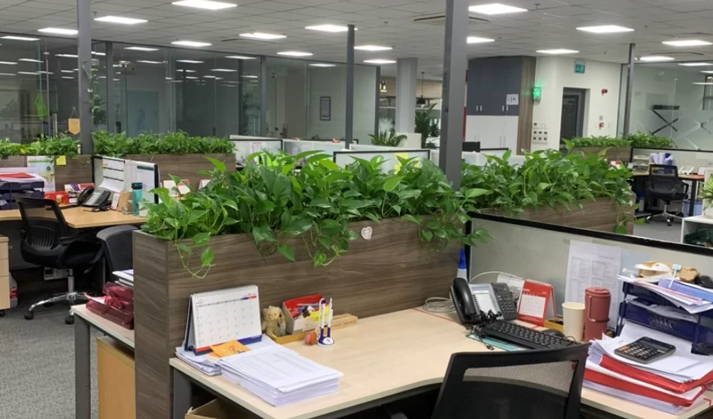 Top 7 loại cây nội thất đẹp và dễ chăm sóc khi thuê ngắn hạn