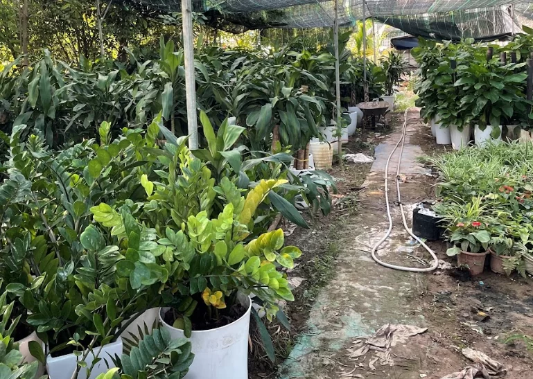 Tại sao cây xanh là yếu tố không thể thiếu trong các sự kiện? Tại sao cây xanh là yếu tố không thể thiếu trong các sự kiện?