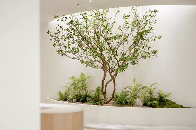 Những sai lầm mà bạn thường mắc phải khi thuê cây xanh