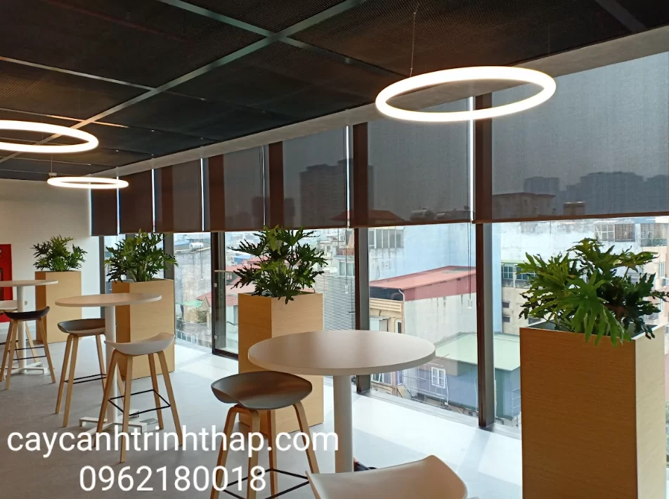 Tầm quan trọng của việc có cây xanh trong thời gian diễn ra sự kiện Tầm quan trọng của việc có cây xanh trong thời gian diễn ra sự kiện