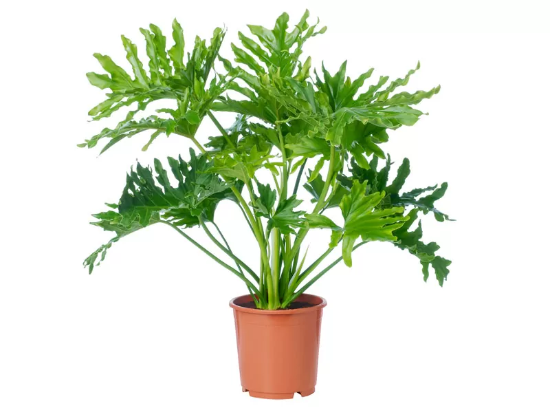 Cây để trong môi trường điều hòa - Cây trầu bà Cây để trong môi trường điều hòa - Cây trầu bà