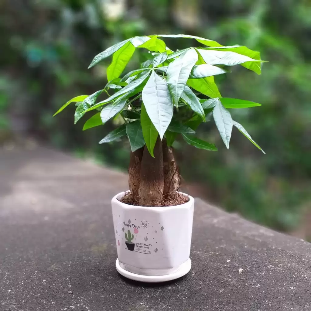 Cây để trong môi trường điều hòa - Cây kim ngân Cây để trong môi trường điều hòa - Cây kim ngân