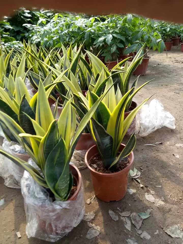 Cây để trong phòng điều hòa Cây để trong phòng điều hòa