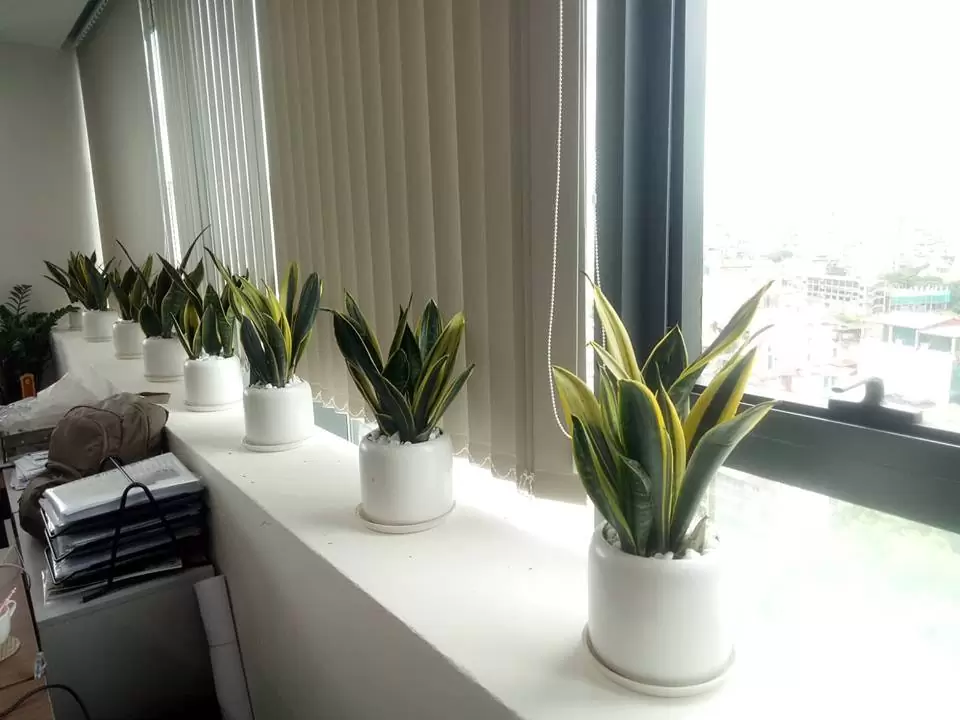 Trịnh Thập đơn vị cho thuê cây uy tín tại Hà Nội Trịnh Thập đơn vị cho thuê cây uy tín tại Hà Nội