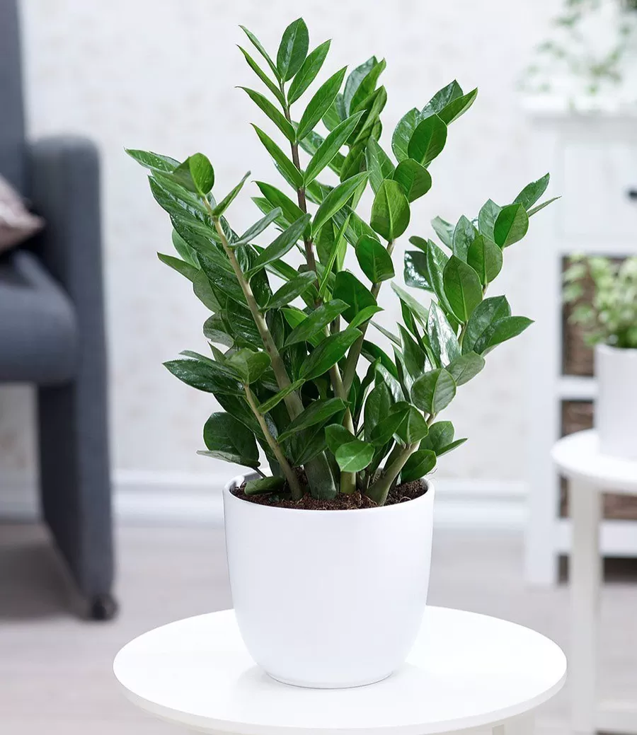cây nên đặt trong văn phòng để hút tài lộc