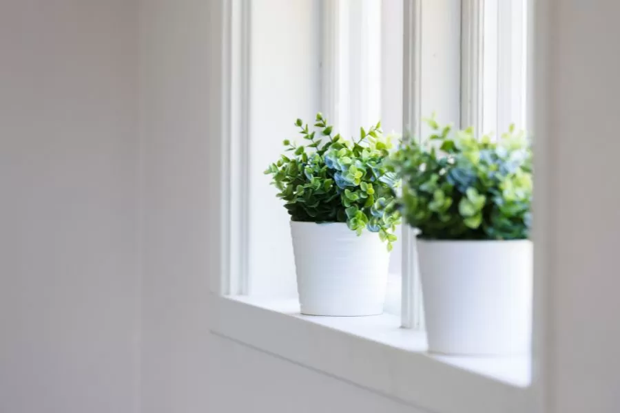 chăm sóc cây trong môi trường máy lạnh