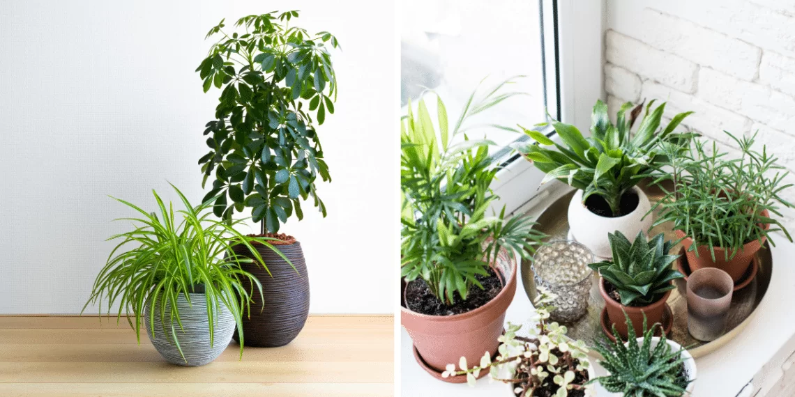 Bảo quản cây văn phòng