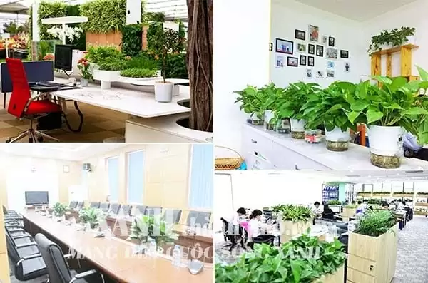 So Sánh Thuê Cây Và Mua Cây