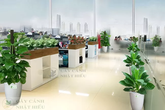 Ứng dụng phổ biến của thuê và mua cây trong thực tế