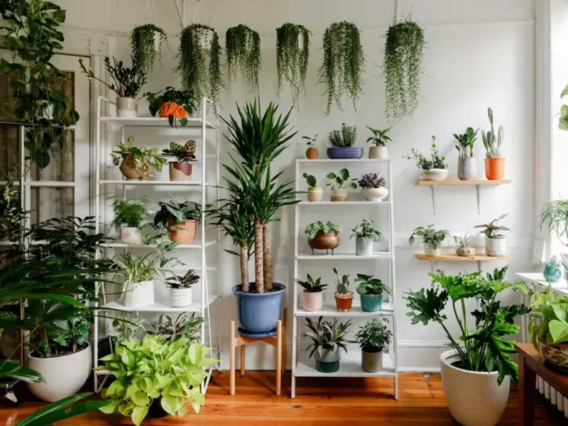 Thuê cây theo mệnh, theo tuổi