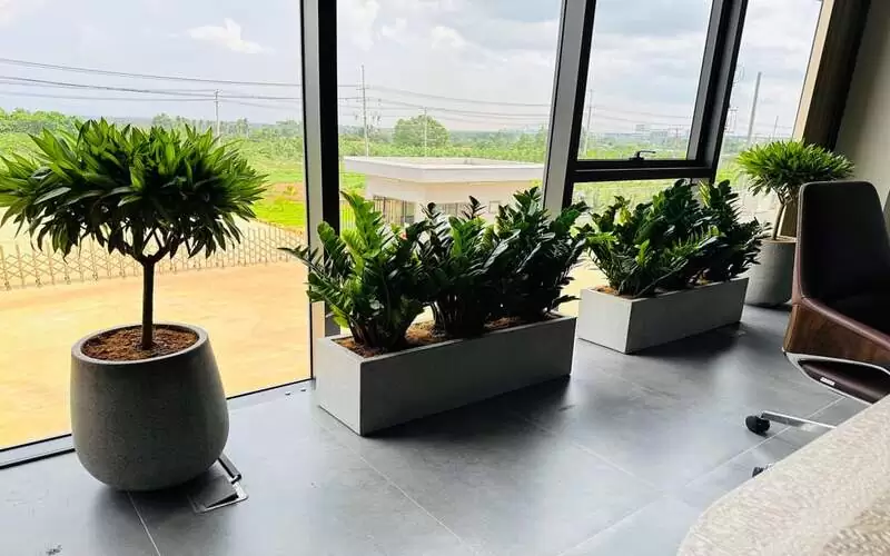 thuê cây cho văn phòng