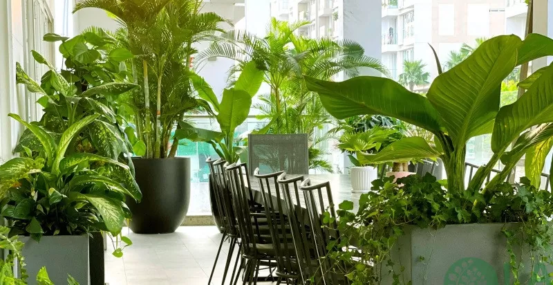 thuê cây cho văn phòng