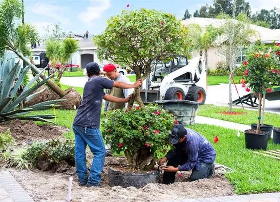 Công ty chăm sóc cây xanh tại Hà Nội